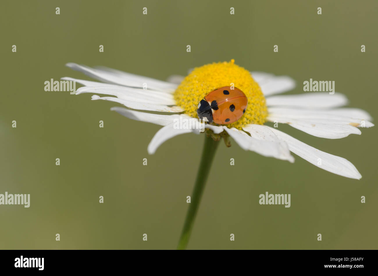 seven-spotted ladybug on a flower - Coccinella septempunctata Stock Photo