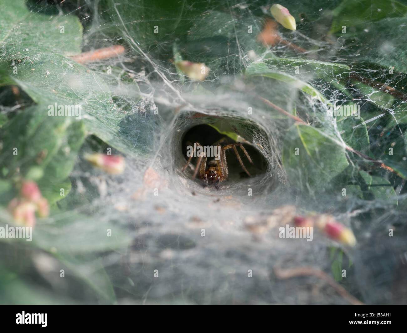 funnel-web spider - Agelena labyrinthica Stock Photo