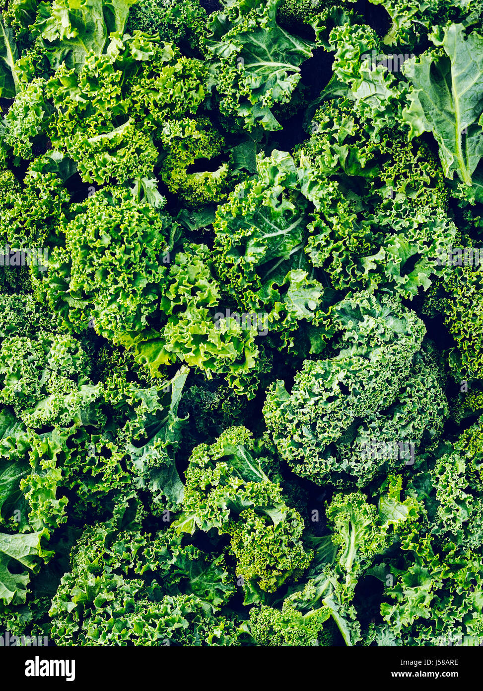 Kale close up Stock Photo