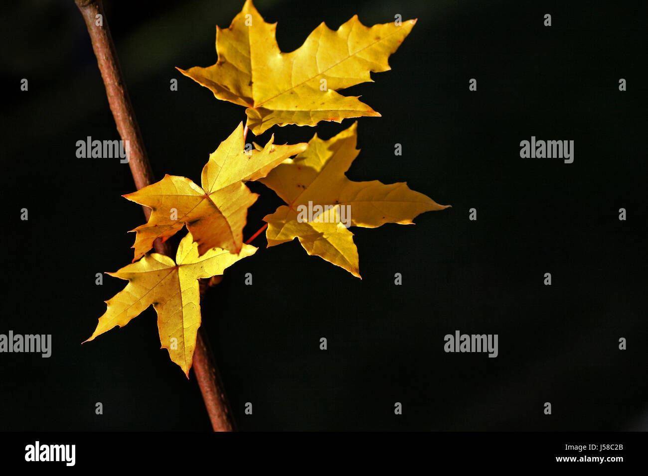 in the light Stock Photo Alamy