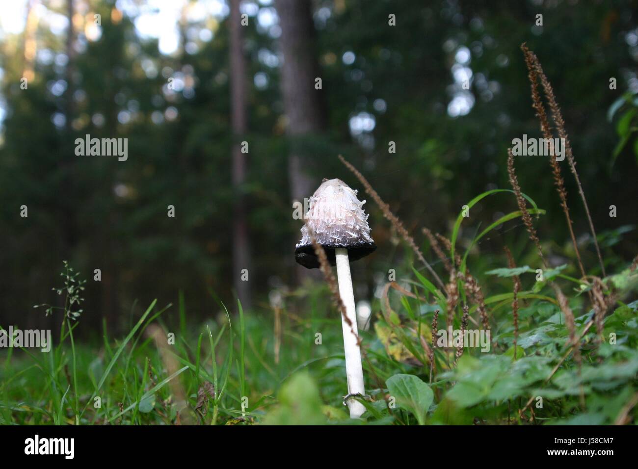 kurzbeschreibung bschelig wachsender grau-brunlicher pilz mit faltigem hutrand Stock Photo