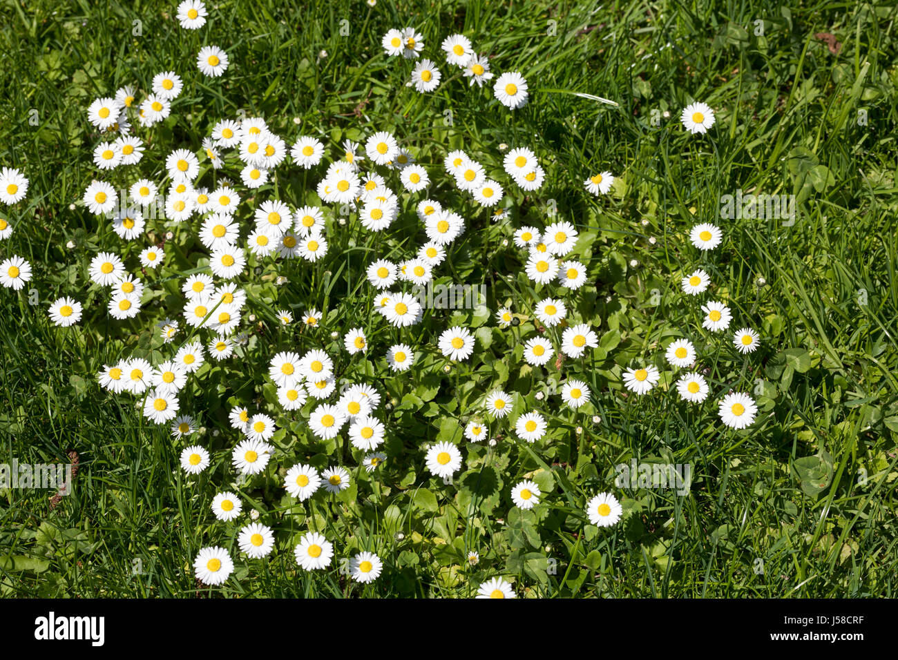 Gänseblümchen, Maßliebchen, Bellis perennis, English Daisy, Pâquerette Stock Photo