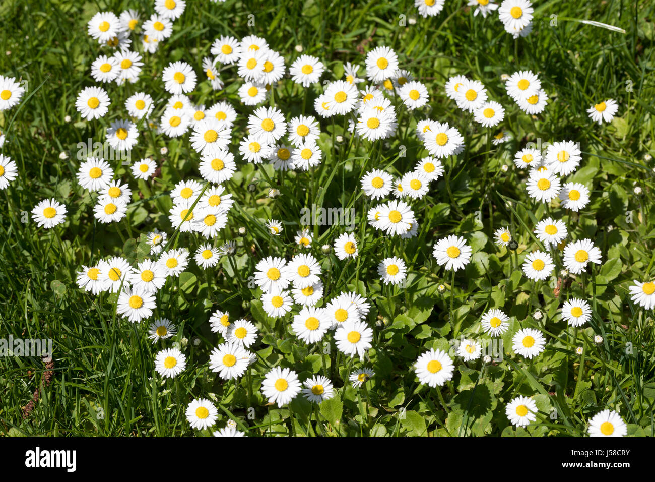 Gänseblümchen, Maßliebchen, Bellis perennis, English Daisy, Pâquerette Stock Photo