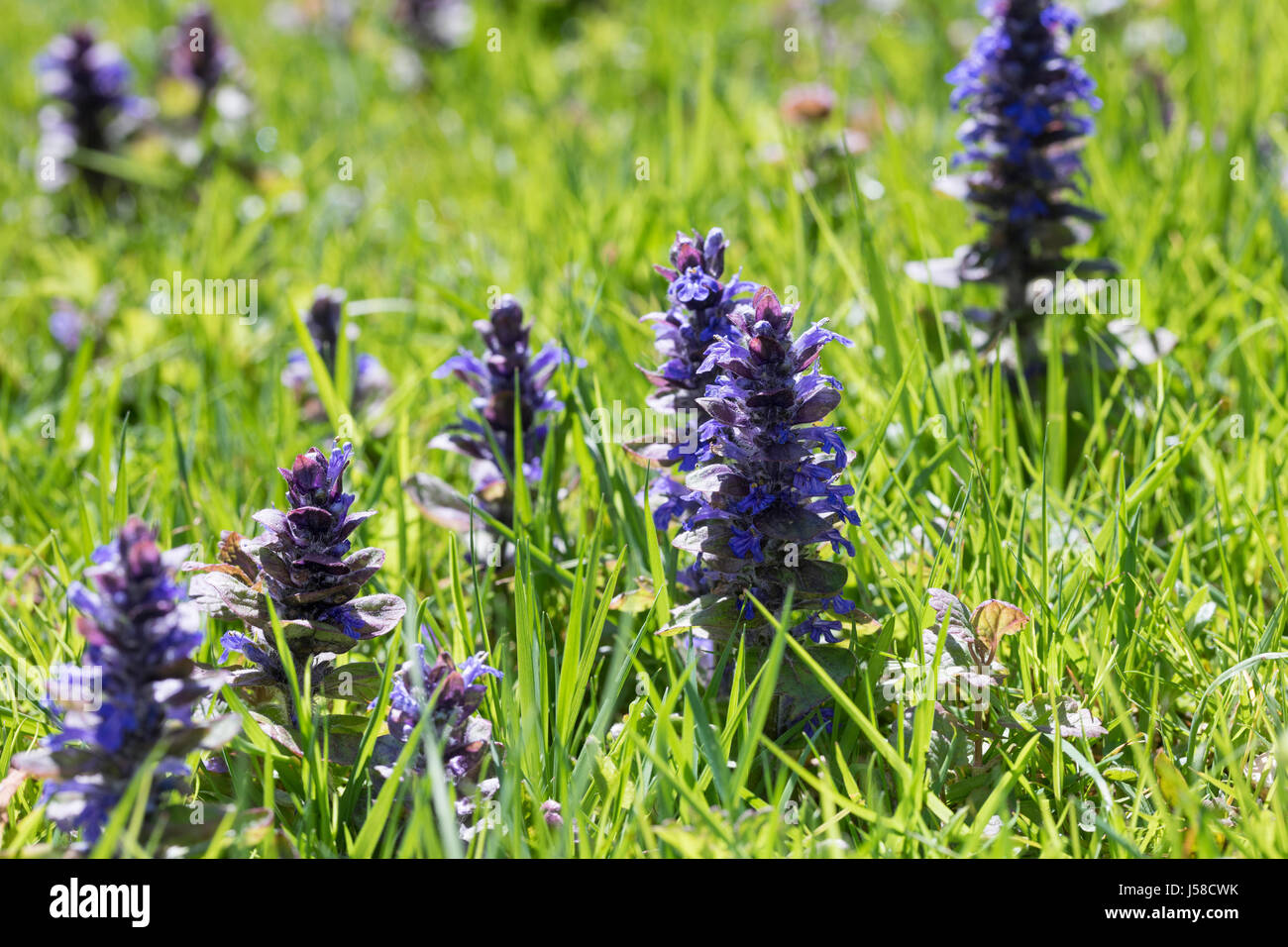 Kriechender Günsel, Ajuga reptans, bugle, blue bugle, bugleherb