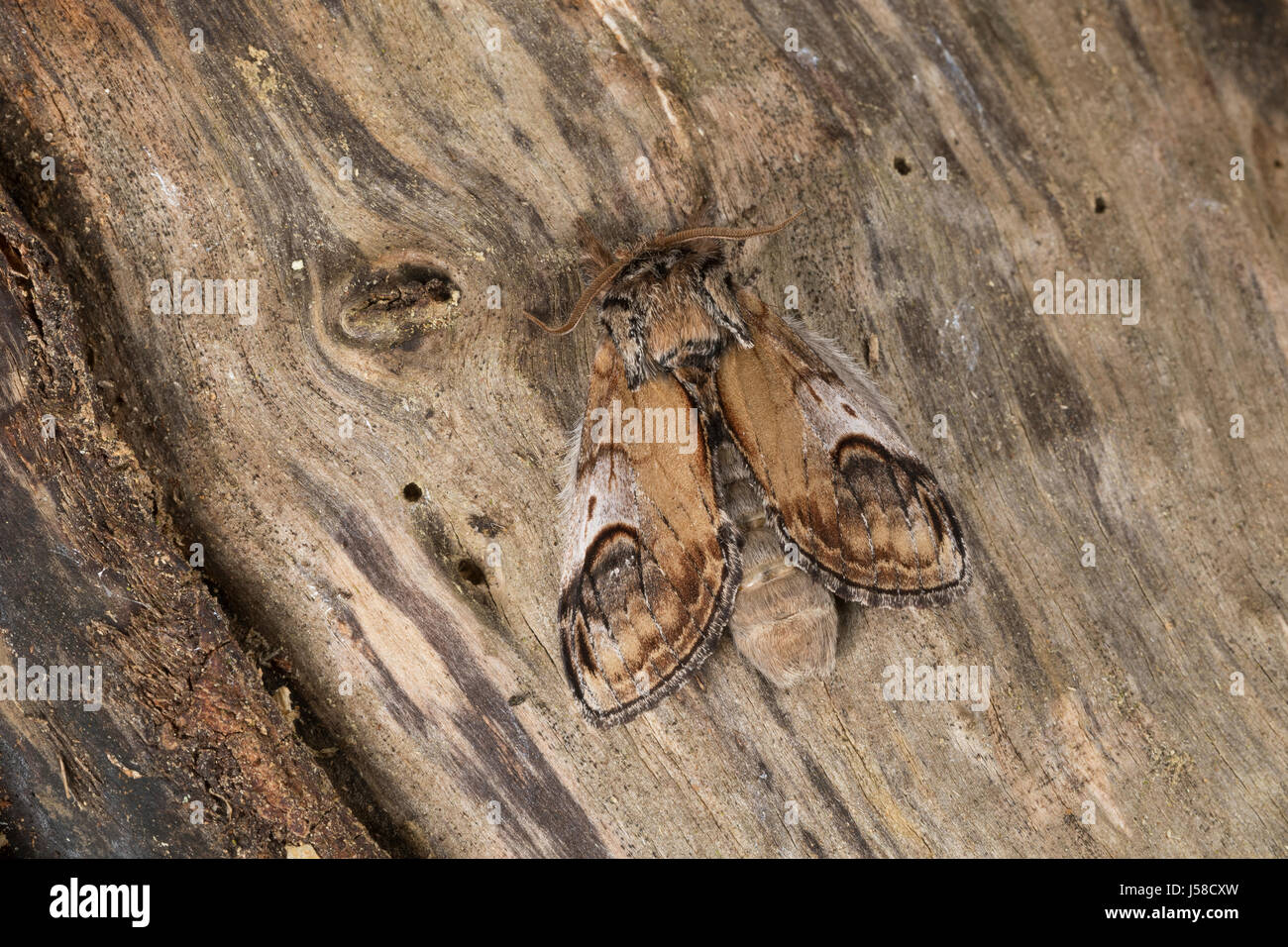 Zickzackspinner, Zickzack-Spinner, Notodontia ziczac, Eligmodonta ziczac, Notodonta ziczac, pebble prominent, Le Bois veiné, Zahnspinner, Notodontidae Stock Photo