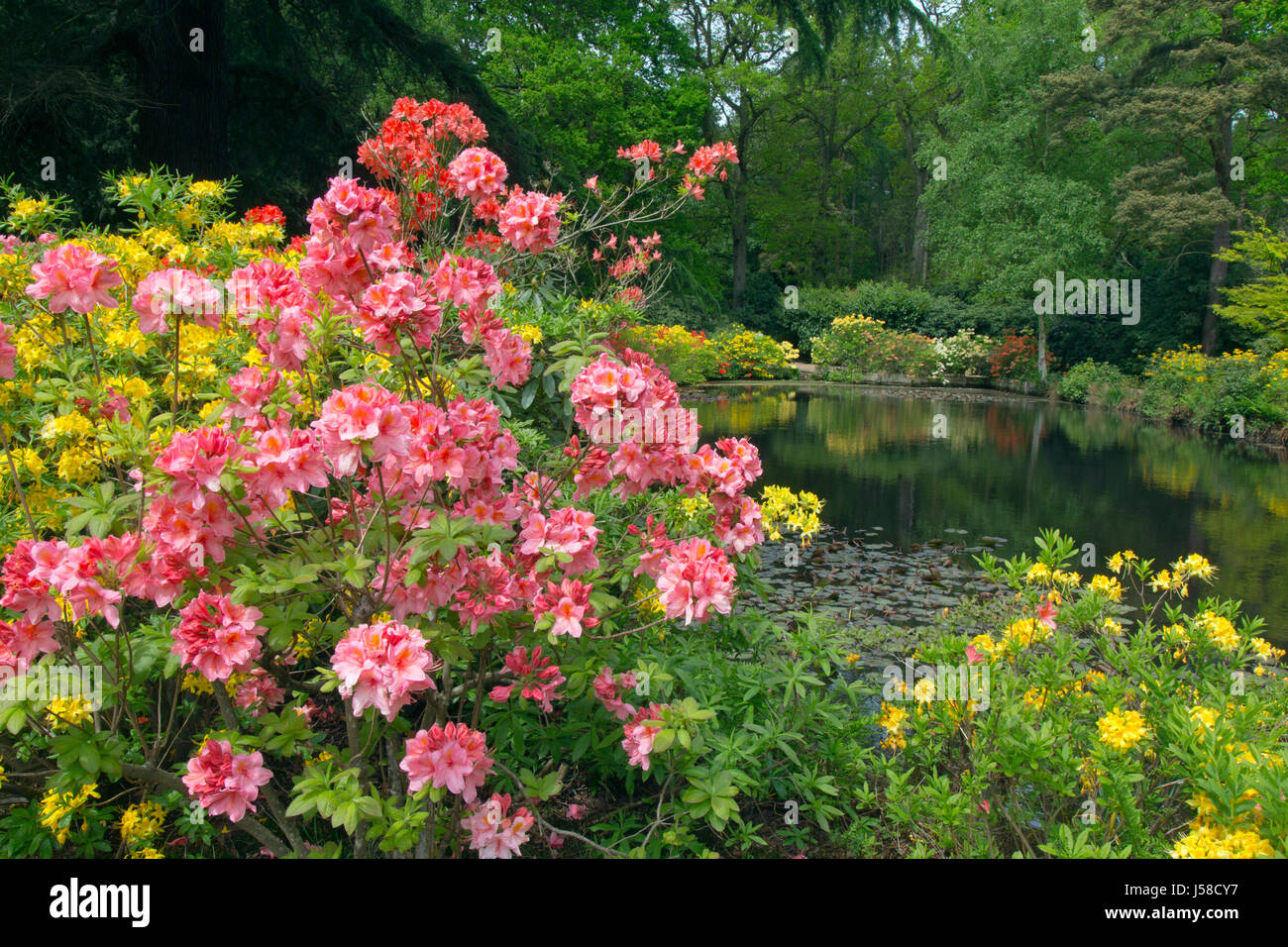 Azaleas and Rhododendrons Stody Lodge Gardens Norfolk May Stock Photo