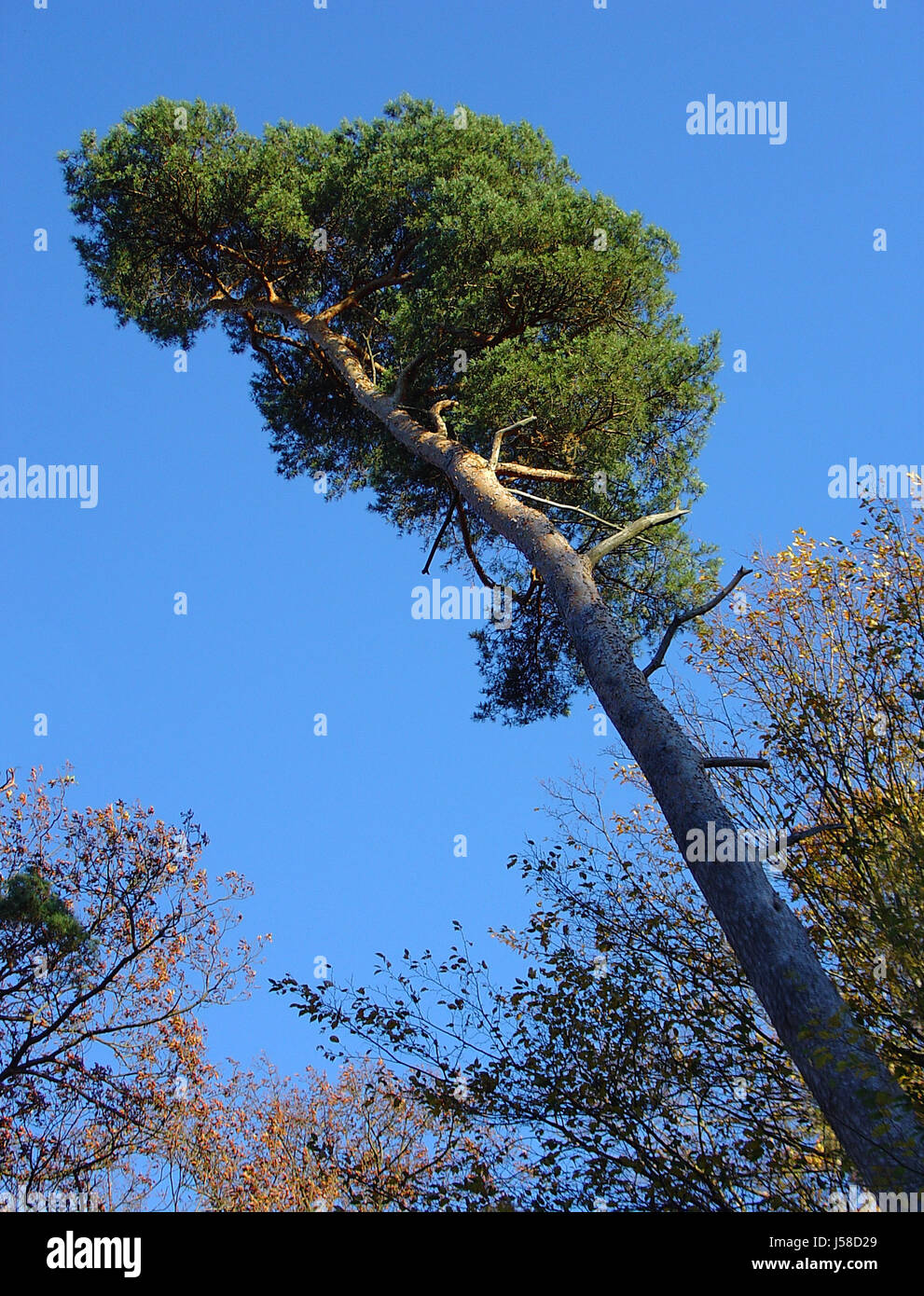worms eye leaf tree trees wood pine leaves tribes autumnal woods conifer Stock Photo