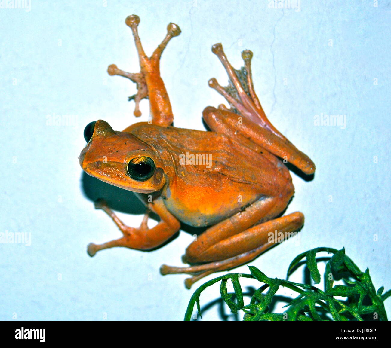 Inquisitive frog, Can Tho city, Vietnam Stock Photo