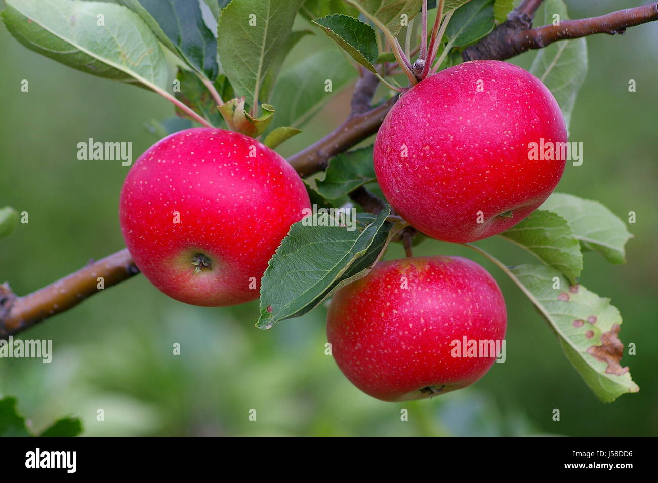 apple tree fruit apples apple wellness dainty red healthy rote pfel ...