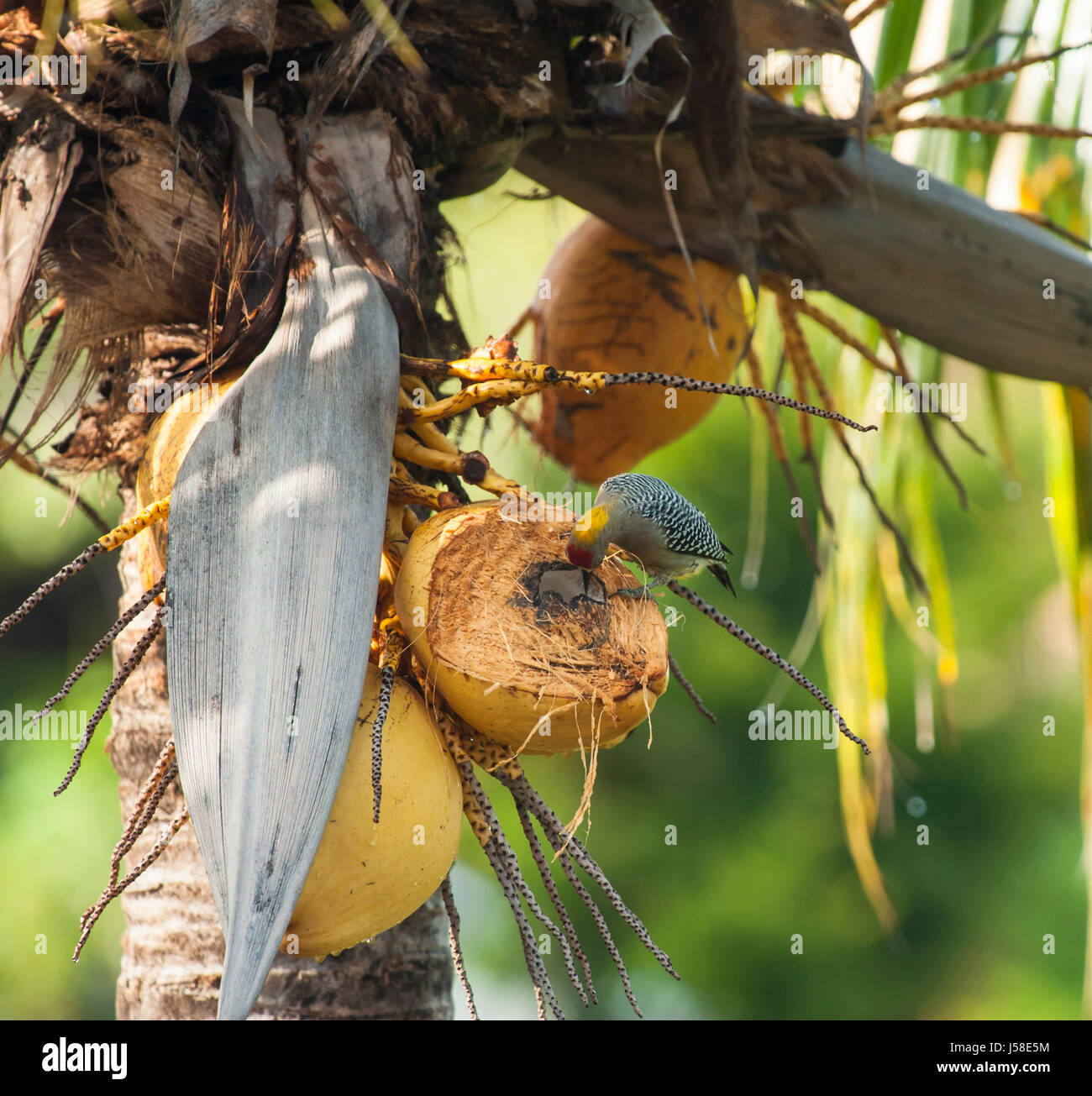 Hoffman's woodpecker eating coconut in a palm tree Stock Photo