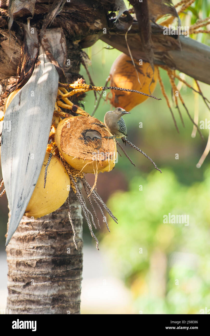 Hoffman's woodpecker sitting on coconut in a palm tree Stock Photo