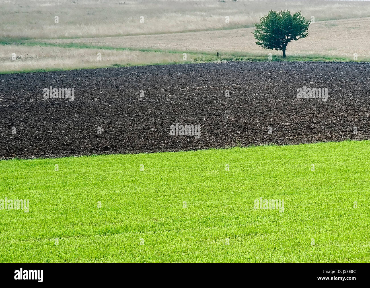 tree trees agriculture farming field acre farm topsoil meadow grass