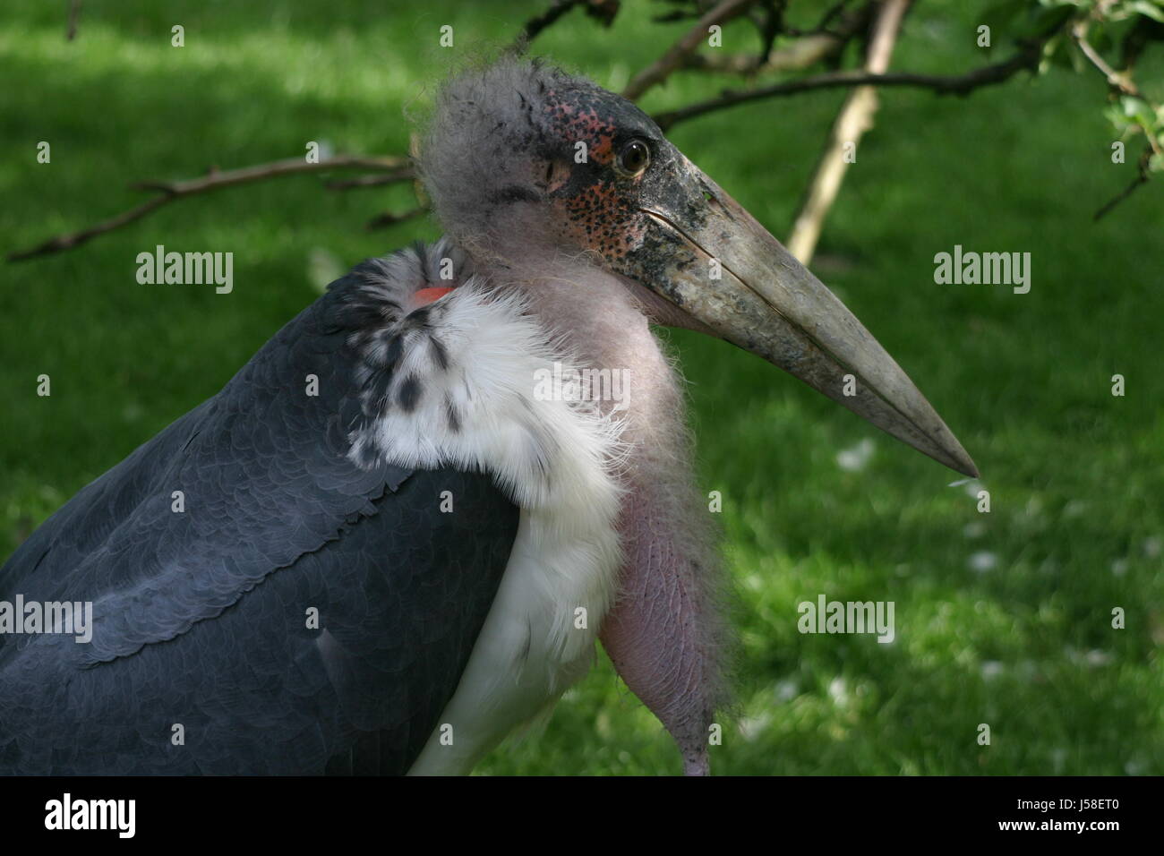 bird green birds branches feathers scavenger feathering meadow grass
