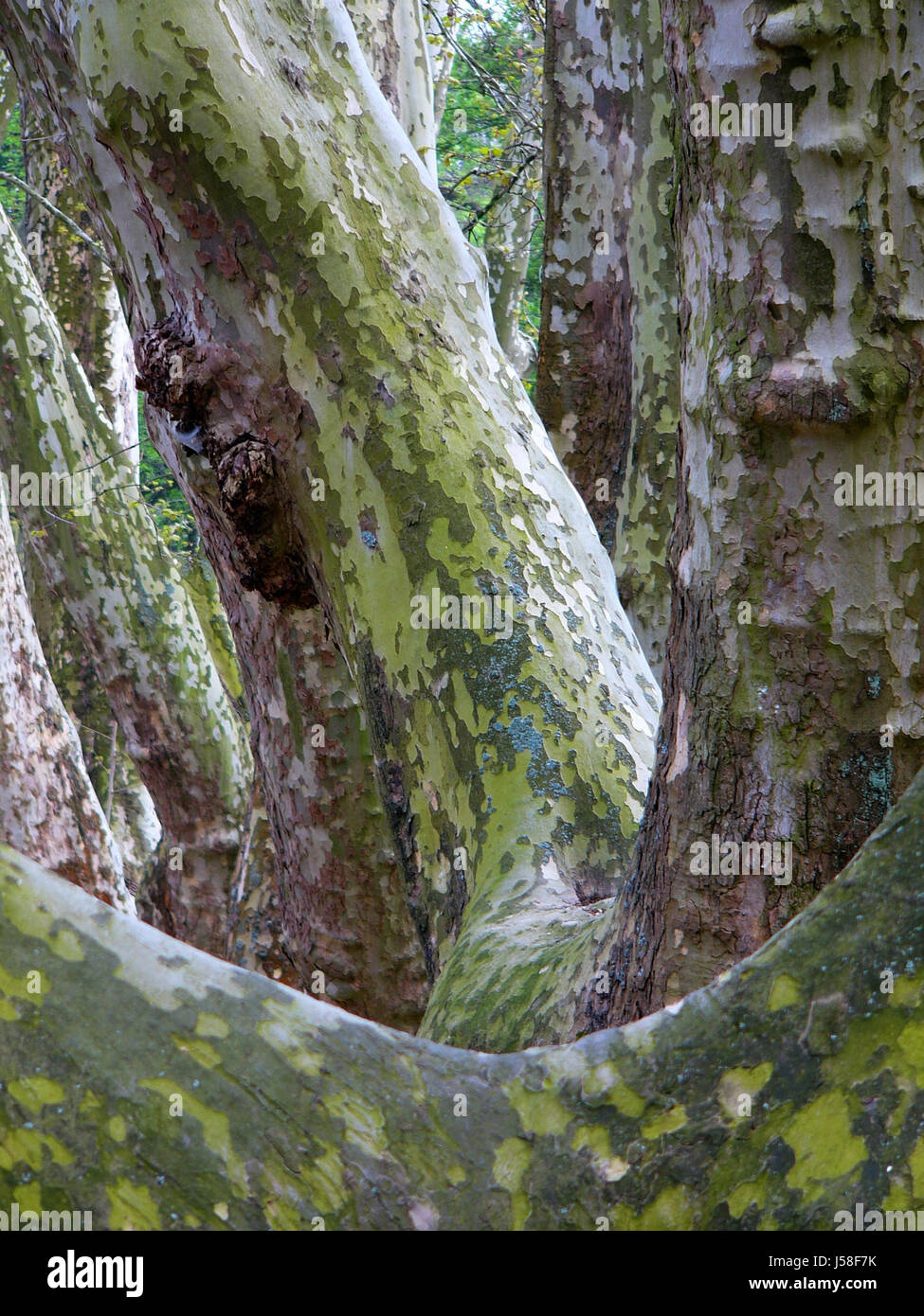 tree,trees,green,bark,avenue,sycamores,colossuses,baumriesen Stock Photo