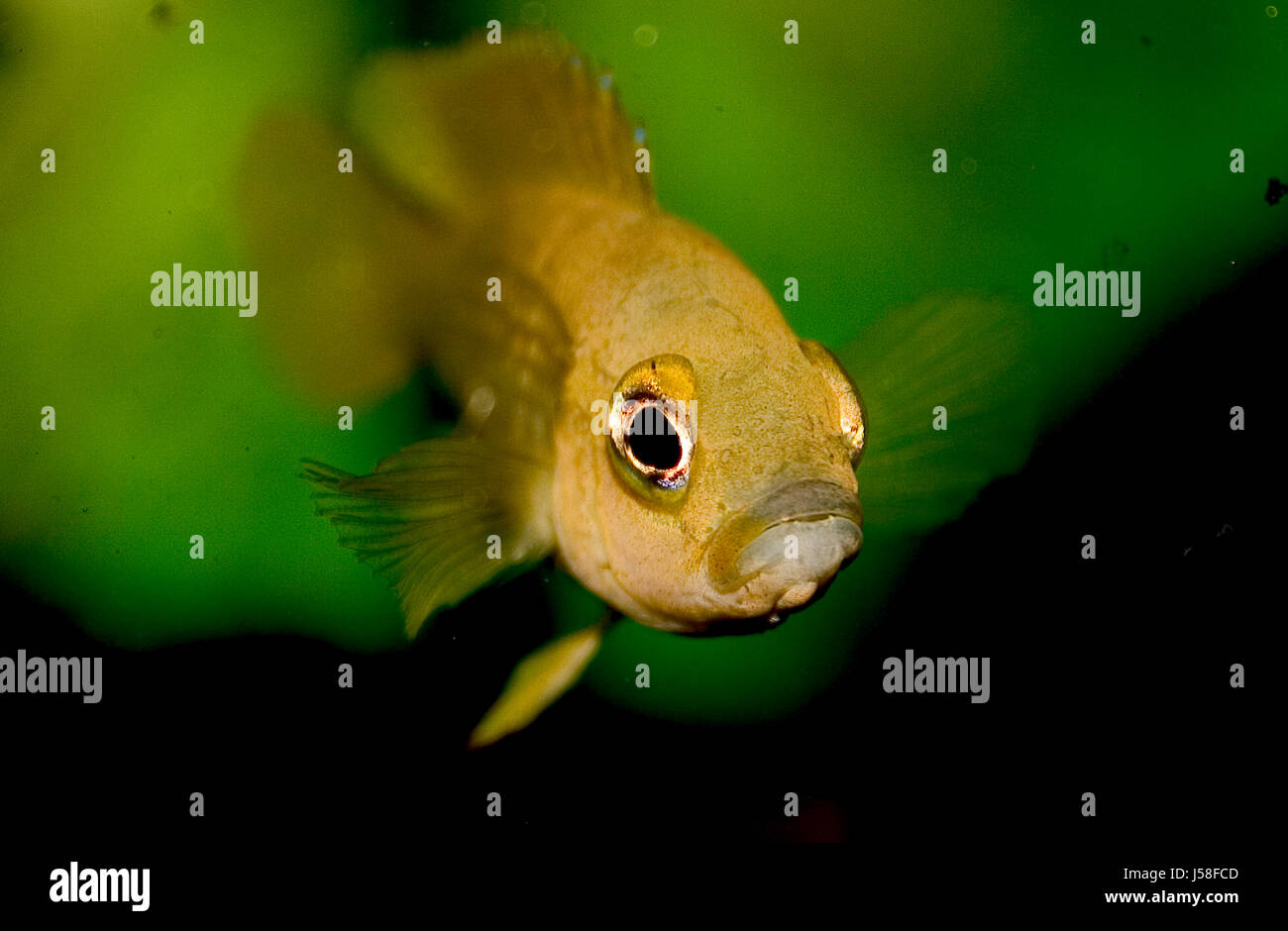 environment enviroment animal green aquarium fish eye organ look glancing see Stock Photo Alamy