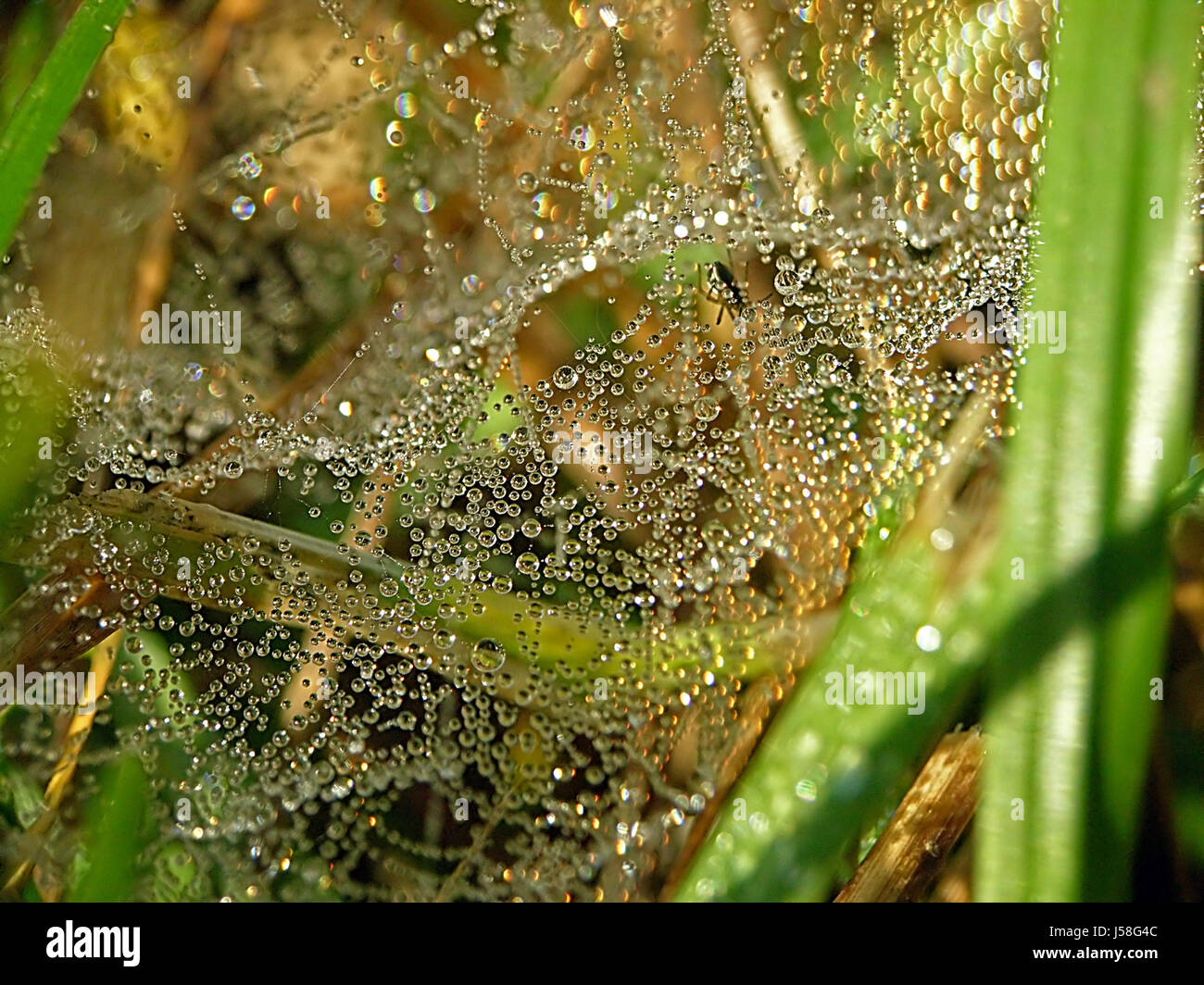 Spider palace hi-res stock photography and images - Alamy