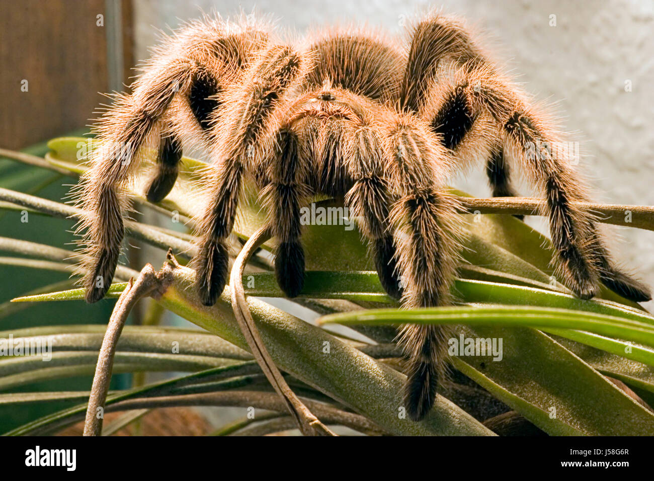 danger pet mangy hairy spider fear chile terrarium poison spinelessly red Stock Photo