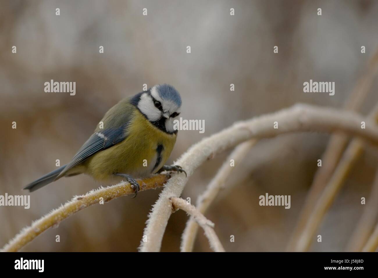 blue winter bird birds frost branch feathers tele one titmouse singing ...