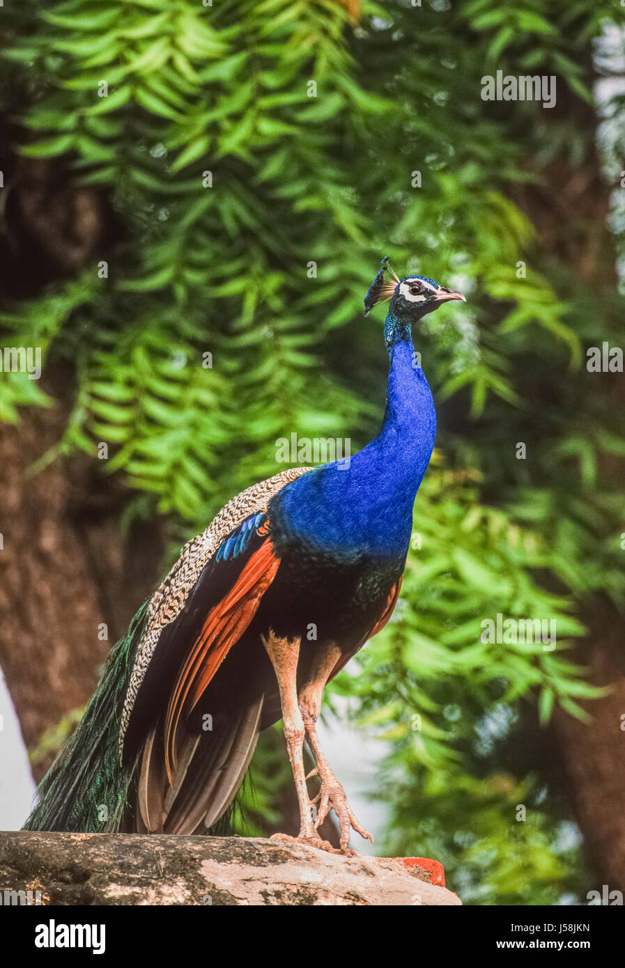 Peacock india rajasthan hi-res stock photography and images - Alamy