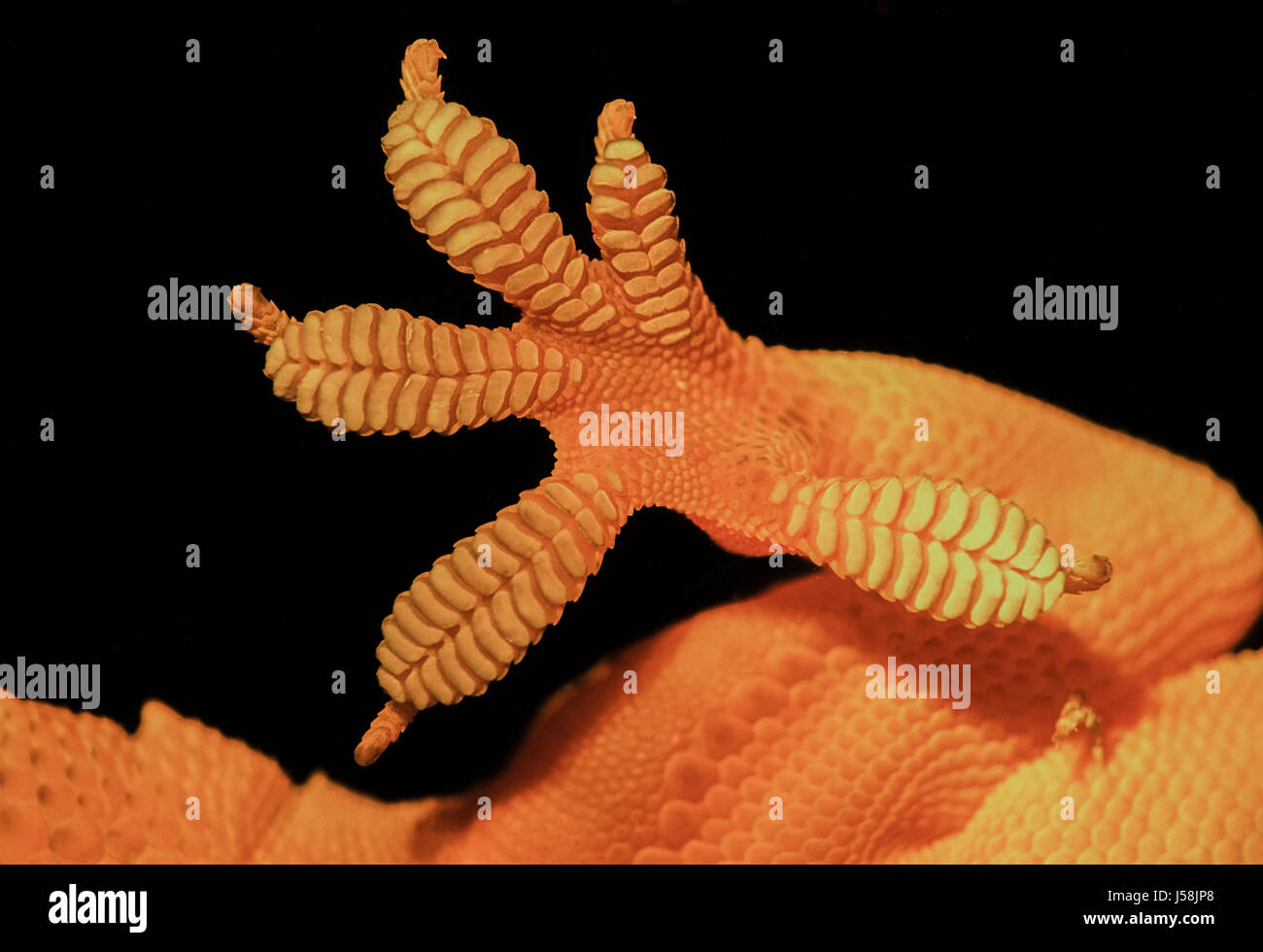 detail of Gecko foot and toes, Hemidactylus frenatus, on window pane, Rajasthan, India Stock Photo