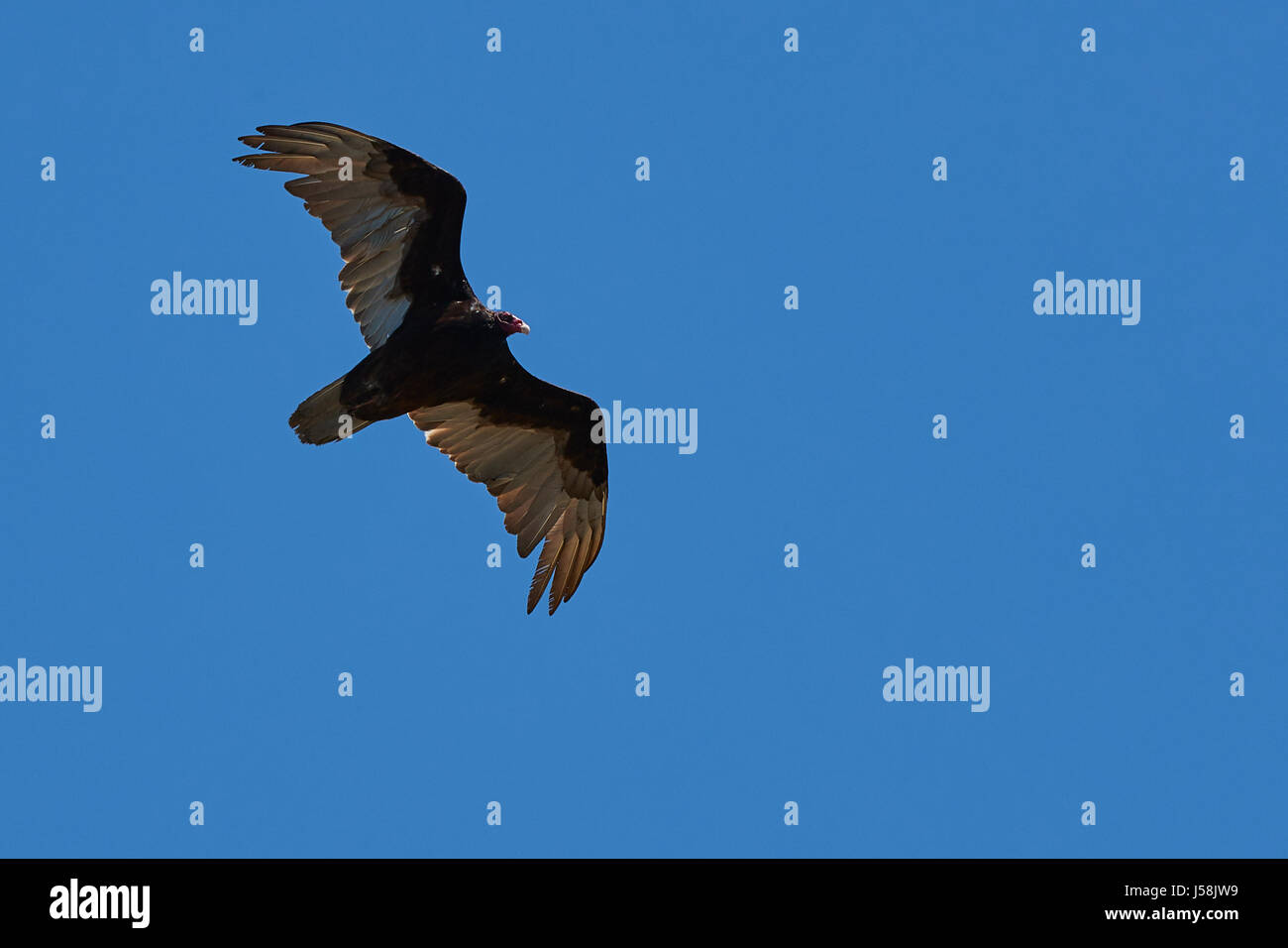 A Turkey Vulture Cathartes Aura Soaring Over Angel - 