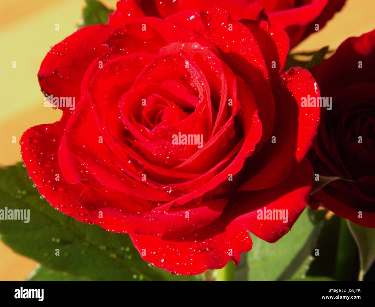 the rose of love Stock Photo Alamy