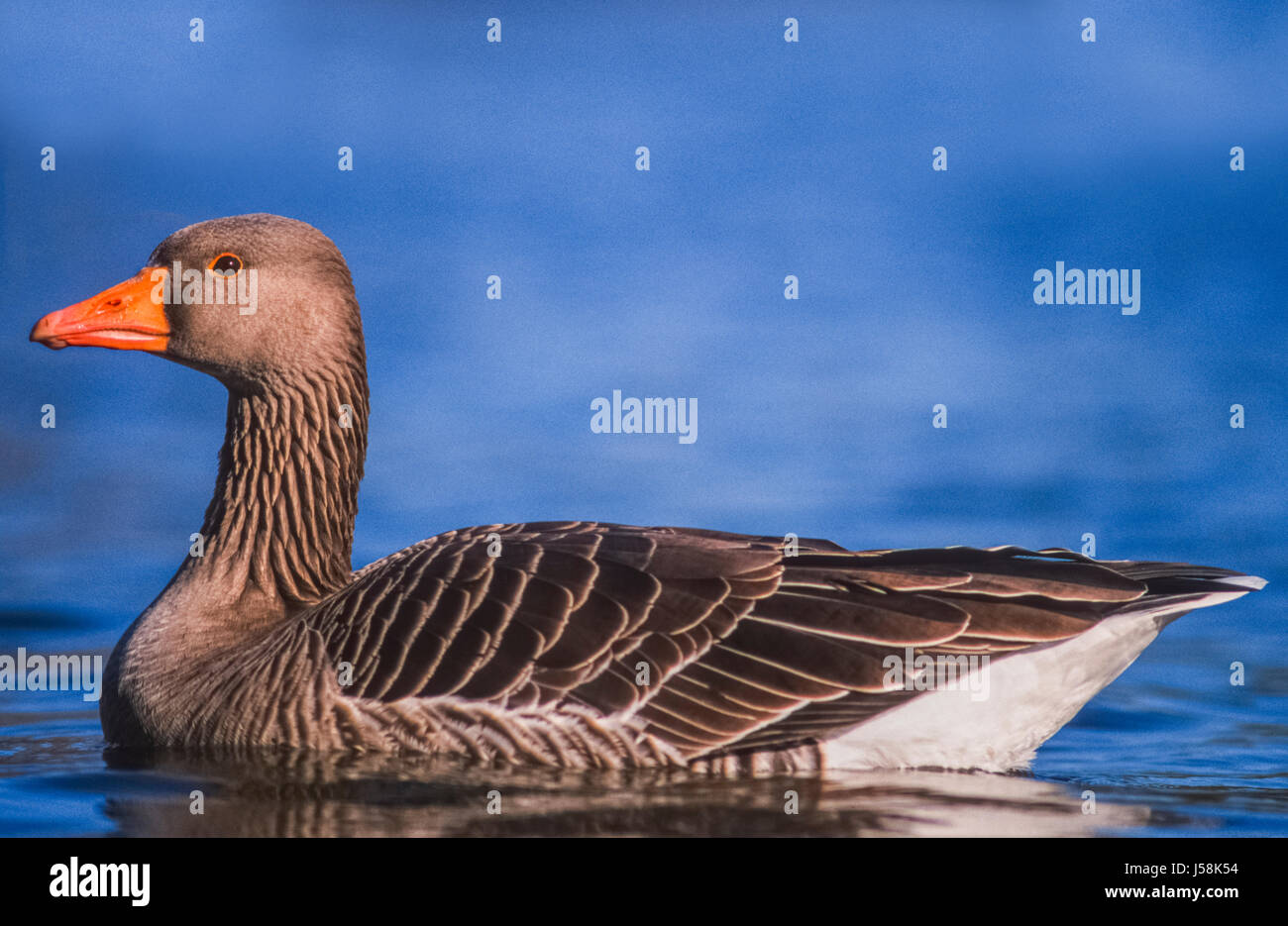 Greylag Goose, (Anser anser), on lake, Regents Park, London, United Kingdom Stock Photo