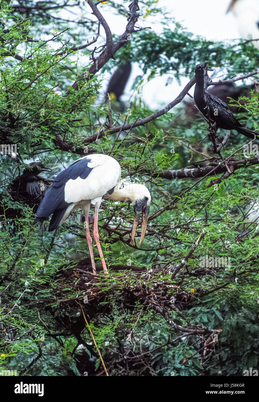 Asian Openbill or Asian Openbill stork, Anastomus oscitans, nesting colony, Keoladeo Ghana National Park, Bharatpur, Rajasthan, India Stock Photo