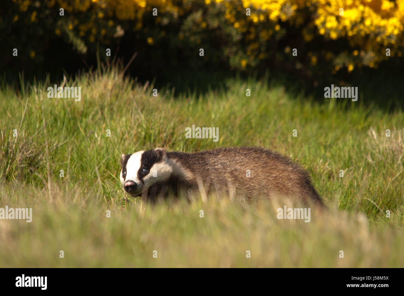 Badger eating worms hires stock photography and images Alamy
