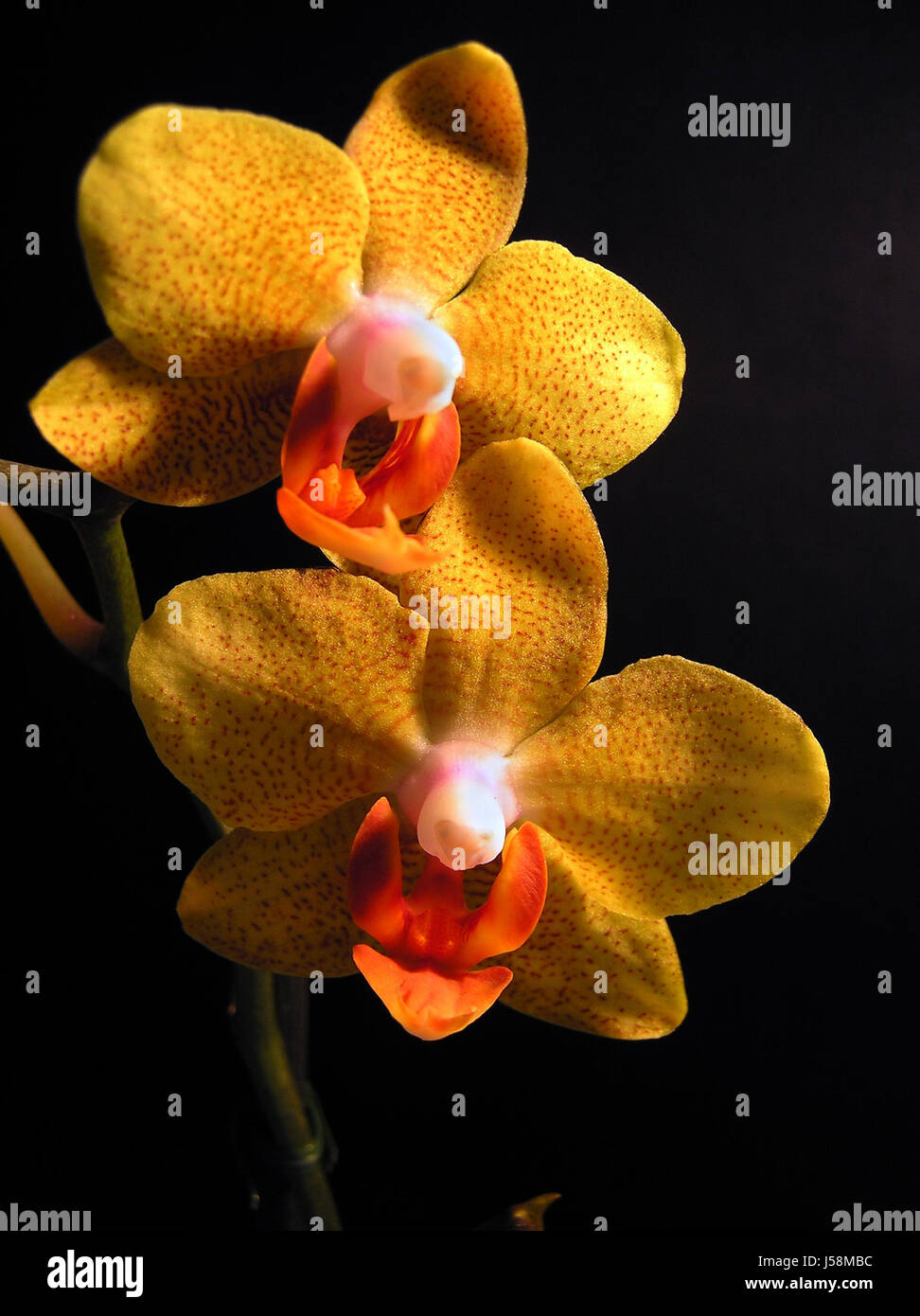 phalaenopsis Stock Photo