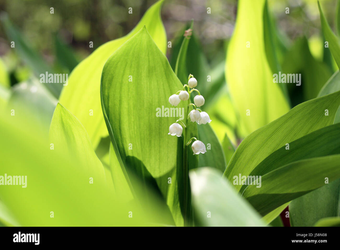 lily green leaf closeup Stock Photo Alamy