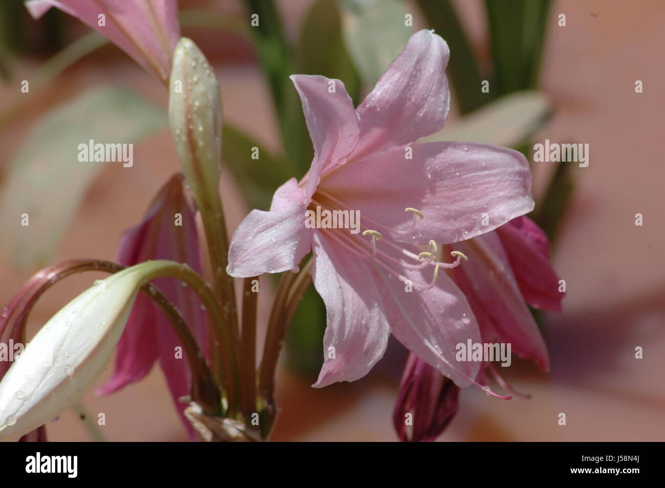 crinum crinum paludosum bloom Stock Photo