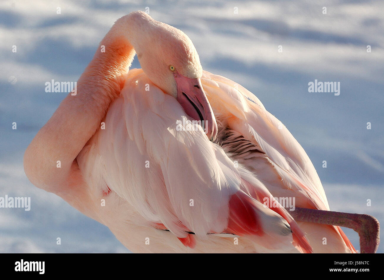 bird africa birds central america care feathering furbish vertebrates flamingos Stock Photo