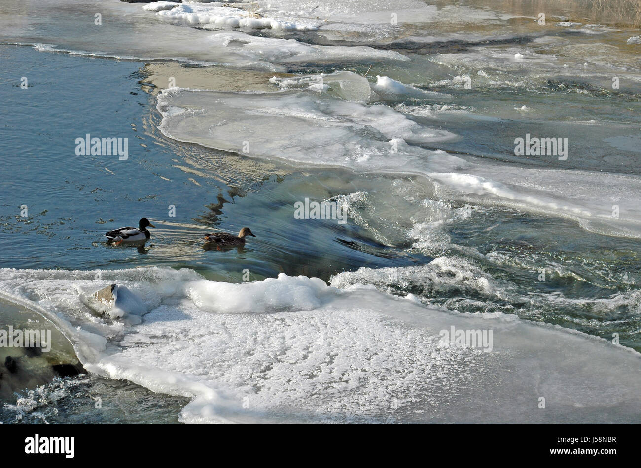 waters winter bird cold birds ice coat of ice rivers wave ducks whirlpool Stock Photo