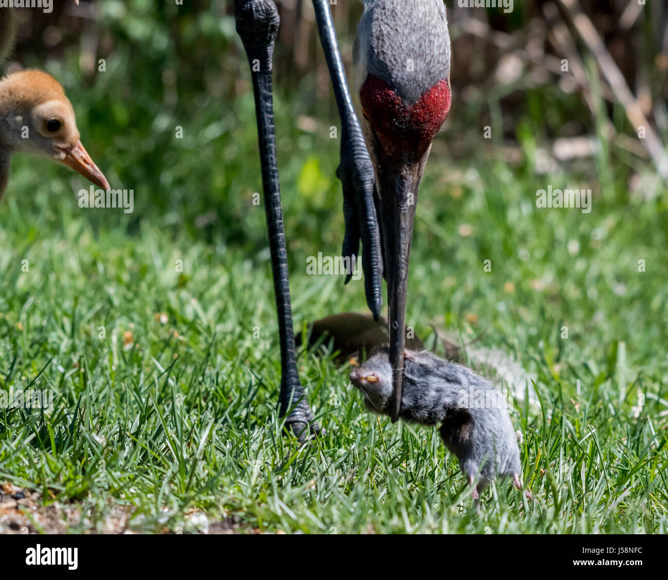 Sandhill Crane (Antigone canadensis) catching a mouse to feed its chicks. Stock Photo
