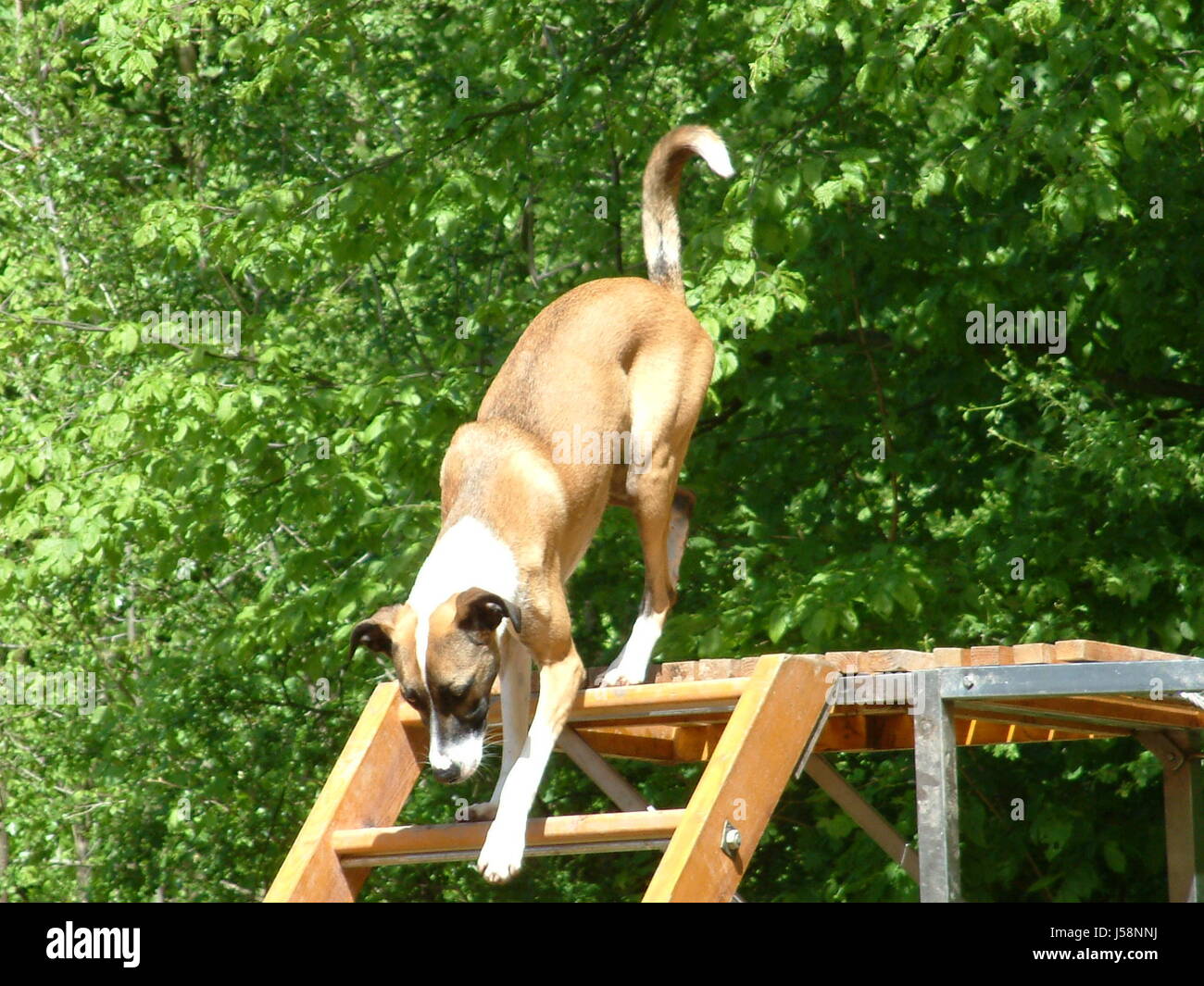animal dog rescue demonstration bowwow ladder hundestaffel rettungsstaffel Stock Photo