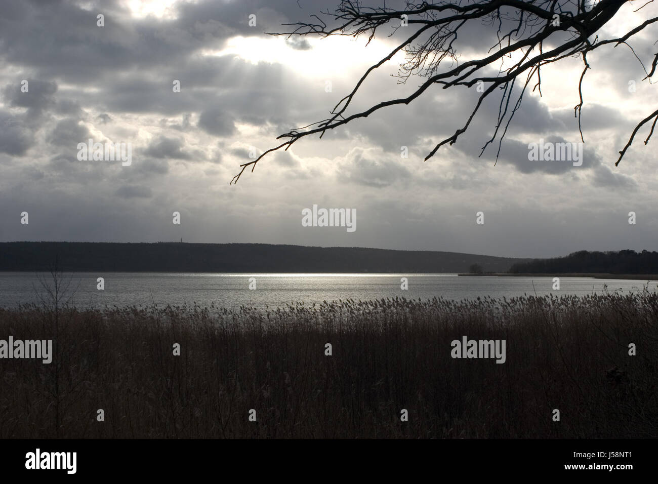 shine shines bright lucent light serene luminous winter reed mood ...