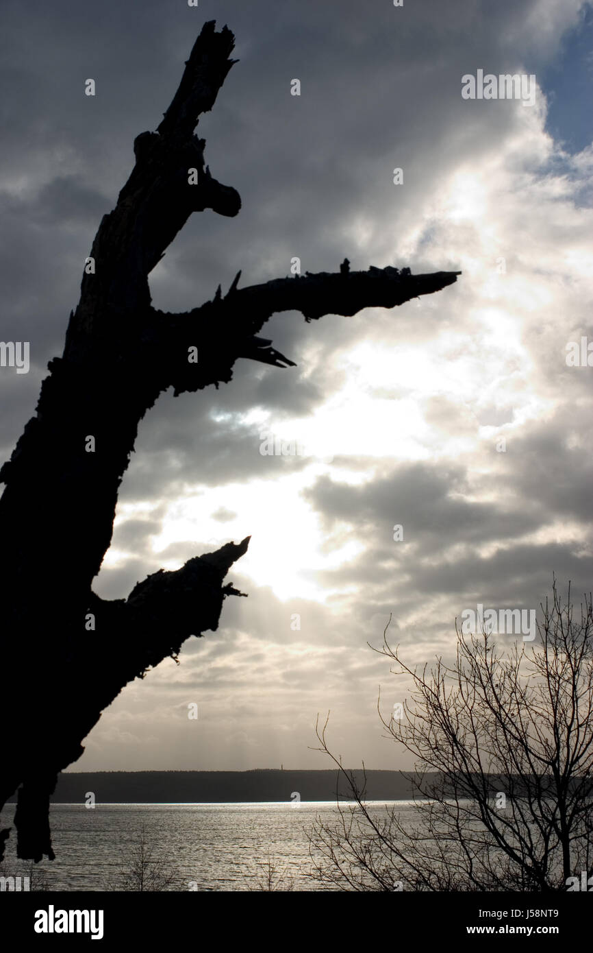 shine shines bright lucent light serene luminous winter reed mood ...