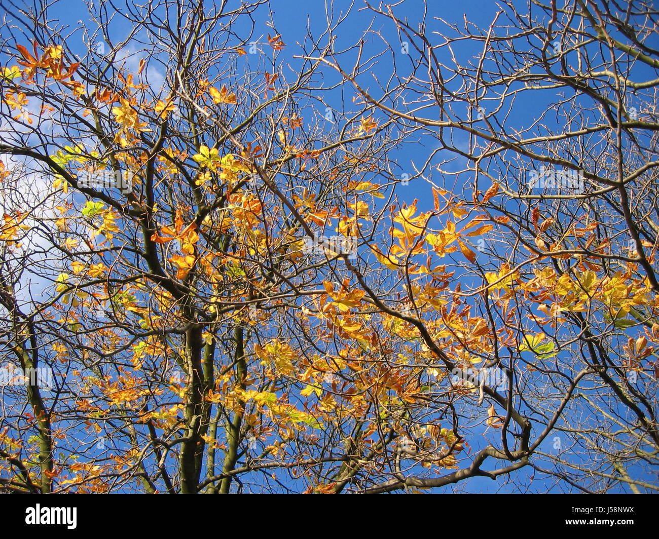 blue tree cold location shot sunshine head of a tree yellow fall autumn ...
