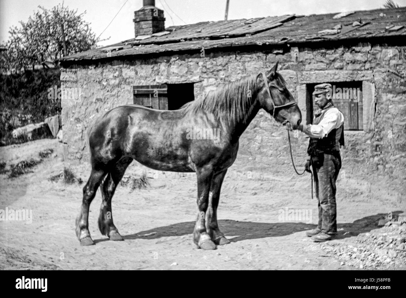 Victorian farm hand standing with a large horse outside an old stable ...