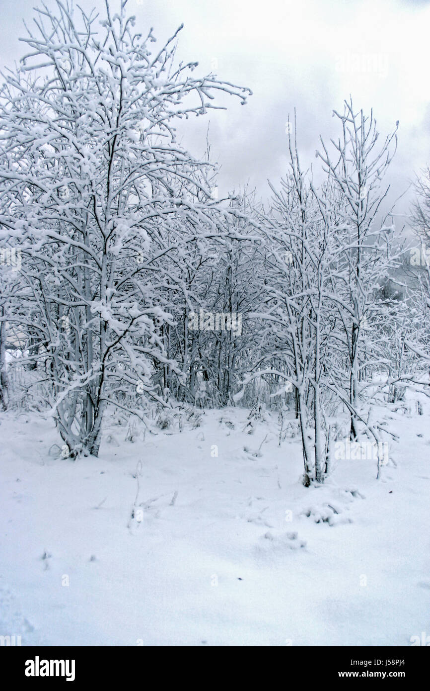 tree trees winter cold branches ice winter landscape seasons snow scenery Stock Photo