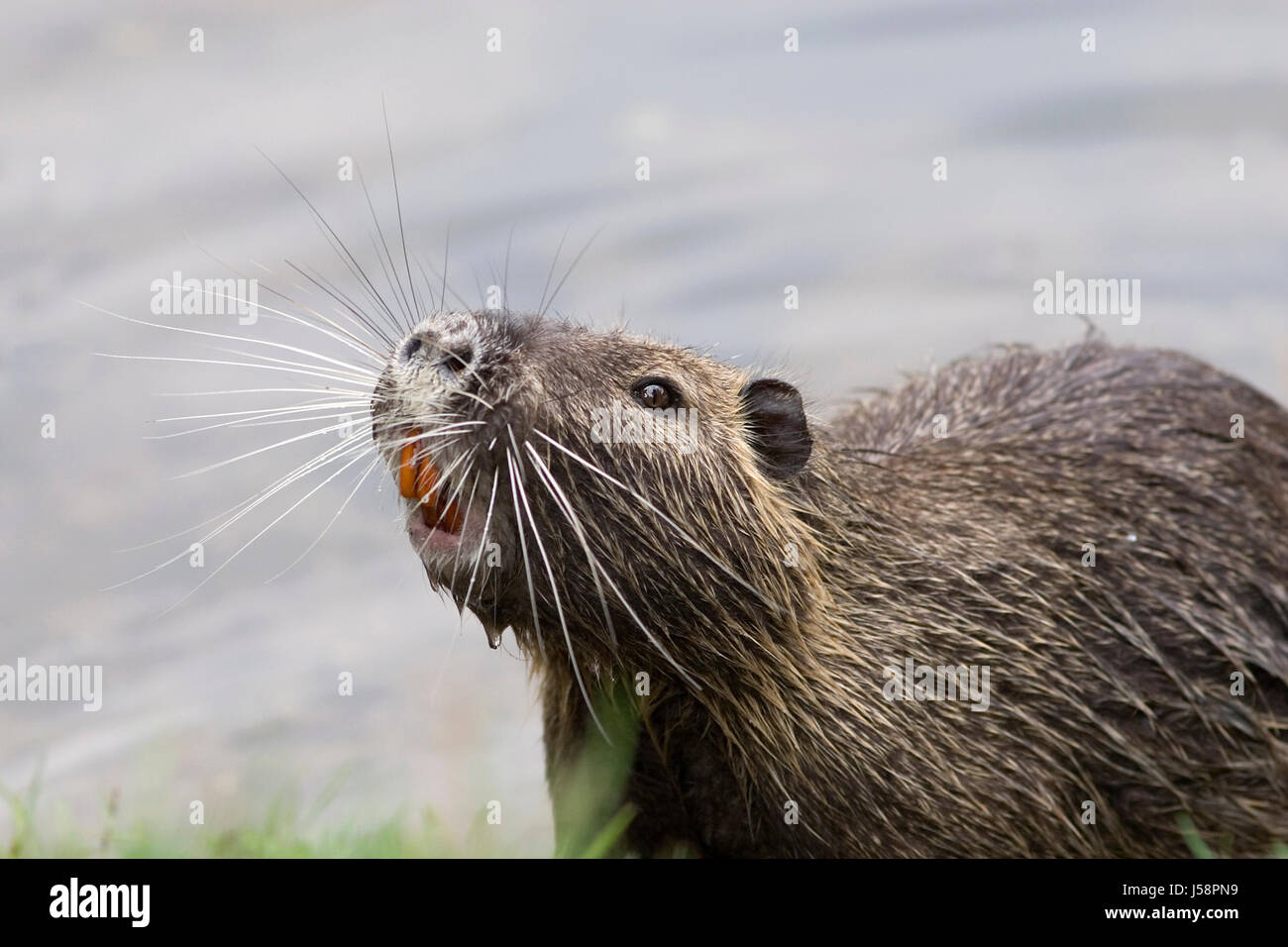 teeth,fur,mammals,aquatics,gnawers,herbivore,nutria,furs,water,nutria Stock Photo