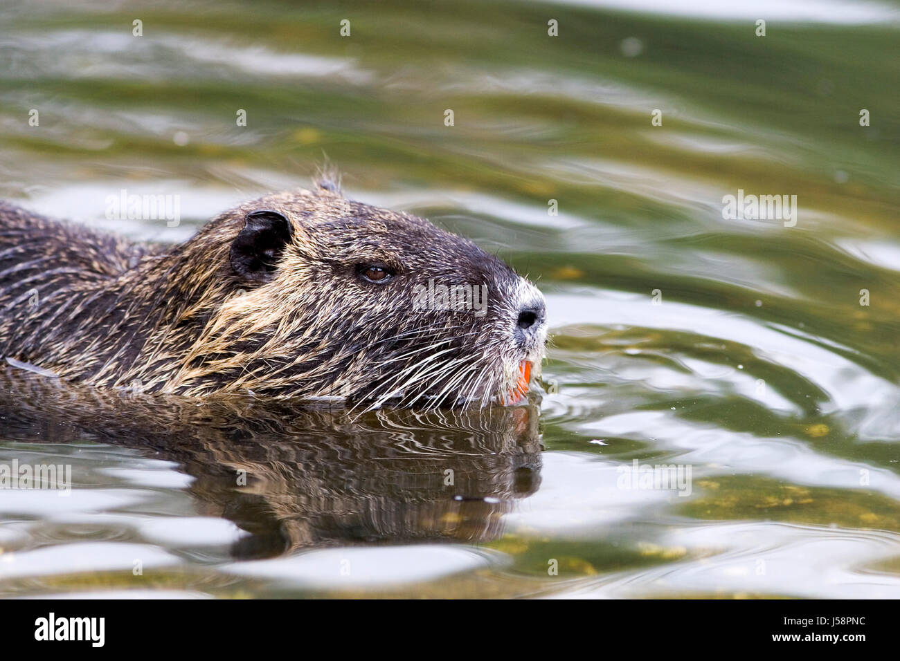 teeth,fur,mammals,aquatics,gnawers,herbivore,nutria,furs,water,nutria Stock Photo