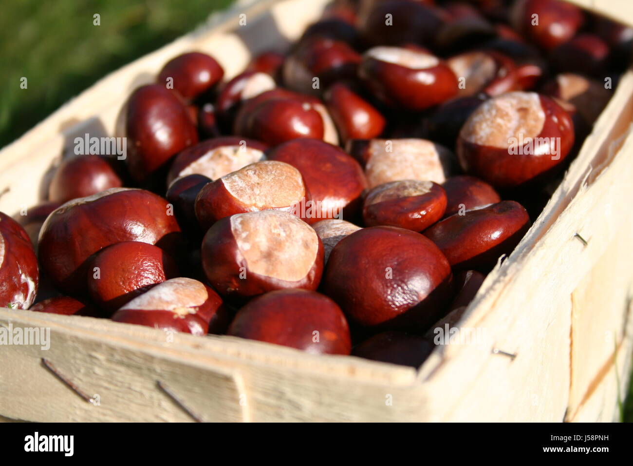 chestnut 2 Stock Photo
