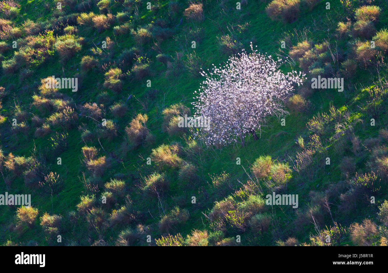 Almond blossom in La Axarquia, near Moclinejo, Malaga Province, Andalusia, southern Spain. Stock Photo