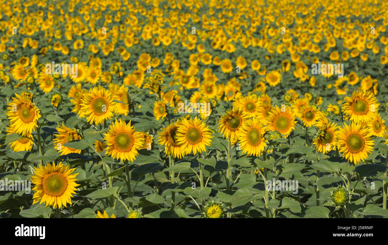 Field of sunflowers (Helianthus annuus) in Catalonia, Spain Stock Photo