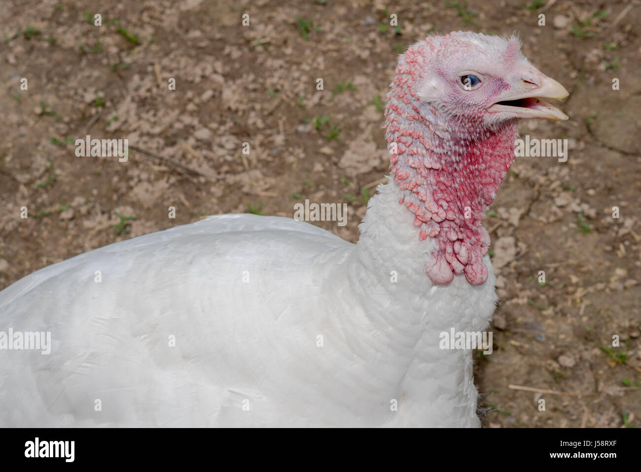 Animal Sanctuary Turkey on a farm Stock Photo