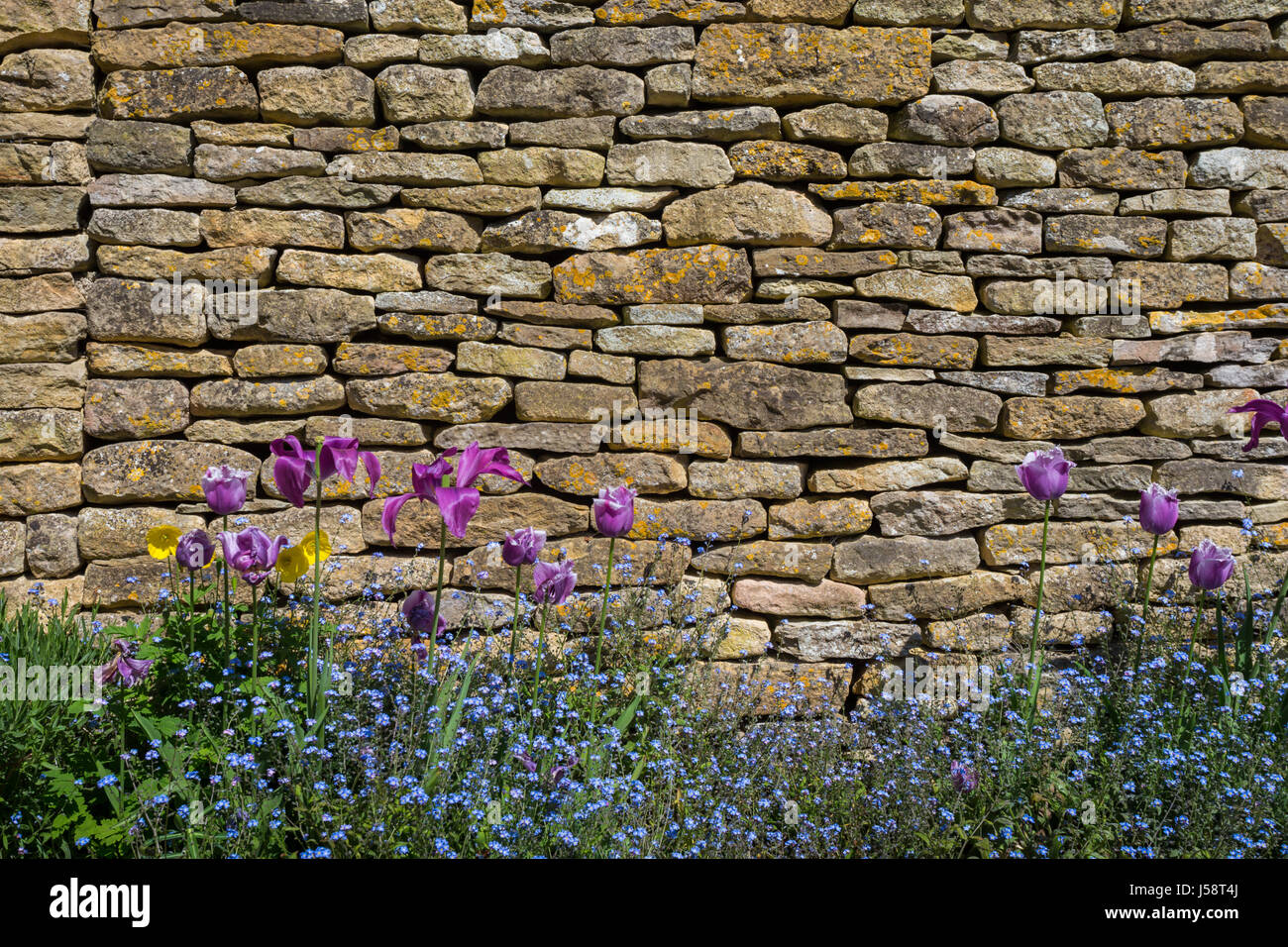 Dry stone wall, cotswolds stone, Britain Stock Photo
