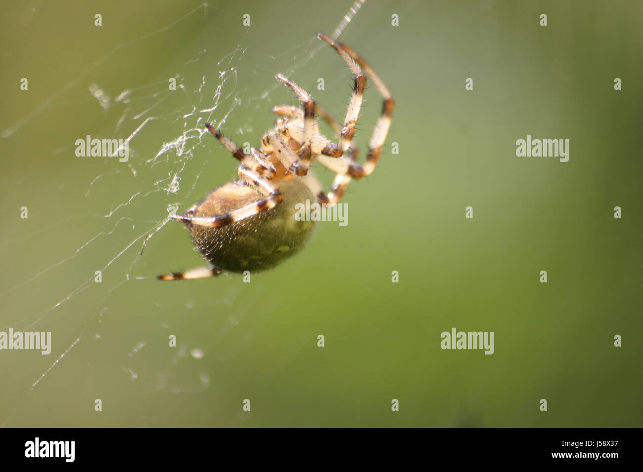 Fat spider hires stock photography and images Alamy