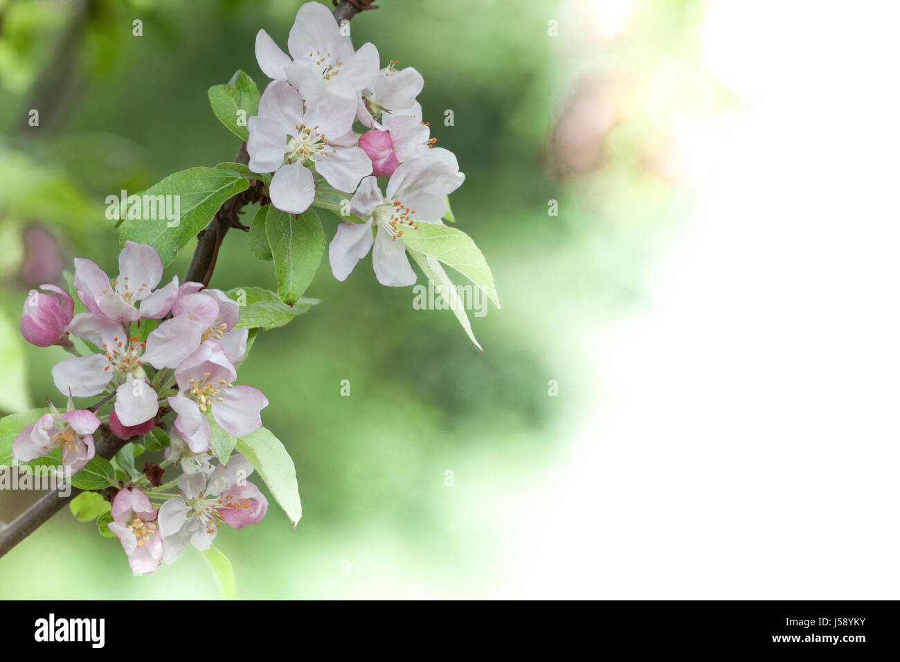 English Spring Crab apple blossom with copy space Stock Photo